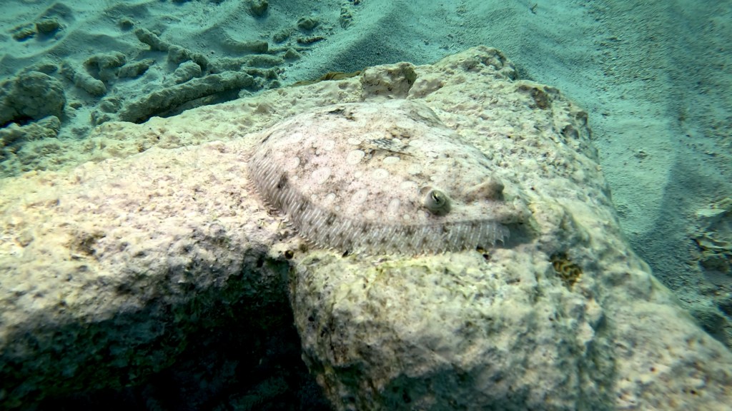 PEACOCK FLATFISH
FOTO ALEŠ SULIČ
BONAIRE DIVING PHOTOS
SUBNET DIVING TRAVEL
REEF ANIMALS AND CORALS