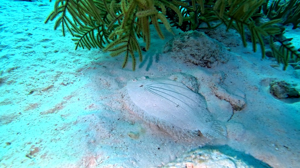 PEACOCK FLATFISH
FOTO ALEŠ SULIČ
BONAIRE DIVING PHOTOS
SUBNET DIVING TRAVEL
REEF ANIMALS AND CORALS