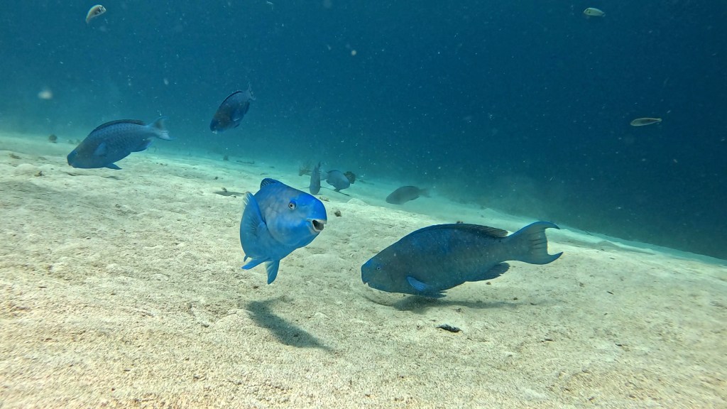 PARROT FISH & QEEN PARROT FISH
foto Ales Sulic SUBNET DIVING Tropical Corals and Sea Animals