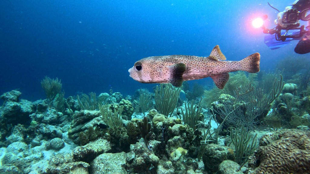 SPOT-FIN PORCUPINEFISH
foto Ales Sulic SUBNET DIVING Tropical Corals and Sea Animals