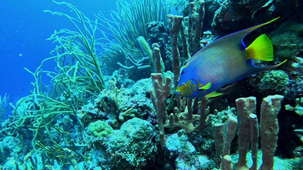 QEEN ANGELFISH
FOTO ALEŠ SULIČ
BONAIRE DIVING PHOTOS
SUBNET DIVING TRAVEL
REEF ANIMALS AND CORALS