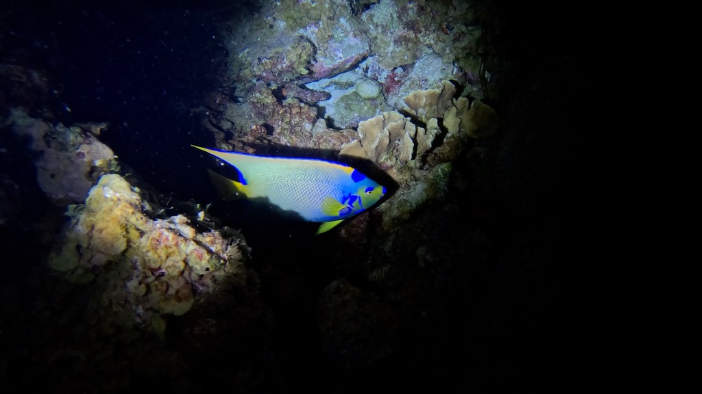 QEEN ANGELFISH
FOTO ALEŠ SULIČ
BONAIRE DIVING PHOTOS
SUBNET DIVING TRAVEL
REEF ANIMALS AND CORALS
