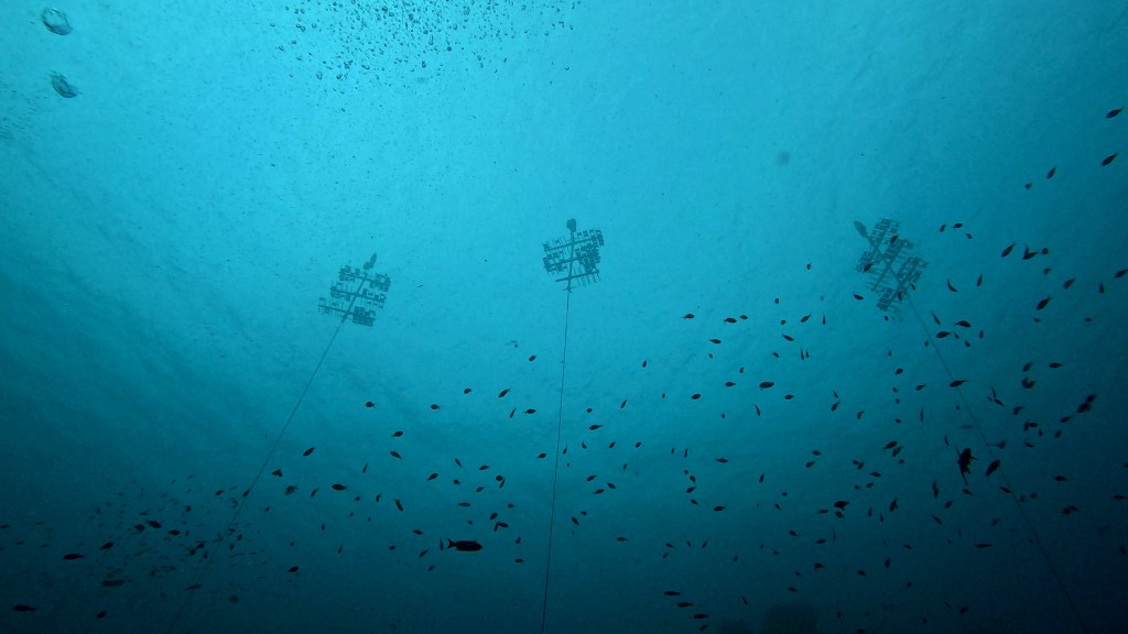 Restoring Corals on BonaireGrowing corals in Bonaire
foto Aleš Sulič