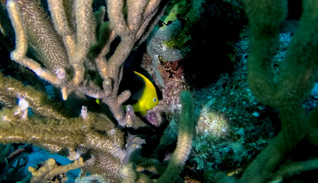 ROCK BEAUTY
FOTO ALEŠ SULIČ
BONAIRE DIVING PHOTOS
SUBNET DIVING TRAVEL