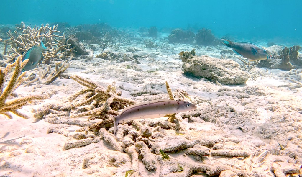 SAND FISH
FOTO ALEŠ SULIČ
BONAIRE DIVING PHOTOS
SUBNET DIVING TRAVEL
REEF ANIMALS AND CORALS
