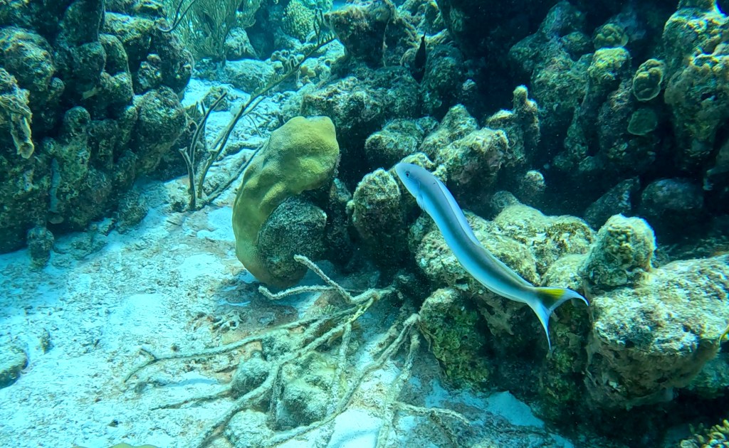 SAND FISH
FOTO ALEŠ SULIČ
BONAIRE DIVING PHOTOS
SUBNET DIVING TRAVEL
REEF ANIMALS AND CORALS