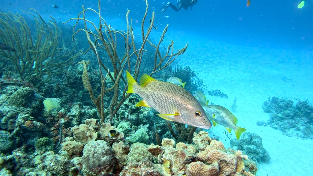SCHOOLMASTER SNAPPER
FOTO ALEŠ SULIČ
BONAIRE DIVING PHOTOS
SUBNET DIVING TRAVEL
REEF ANIMALS AND CORALS