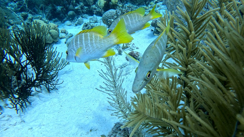 SCHOOLMASTER SNAPPER
FOTO ALEŠ SULIČ
BONAIRE DIVING PHOTOS
SUBNET DIVING TRAVEL
REEF ANIMALS AND CORALS