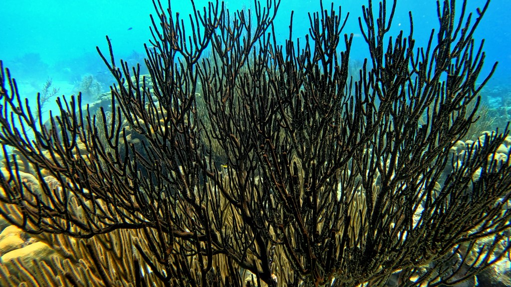 foto Ales Sulic SUBNET DIVING Tropical Corals and Sea Animals