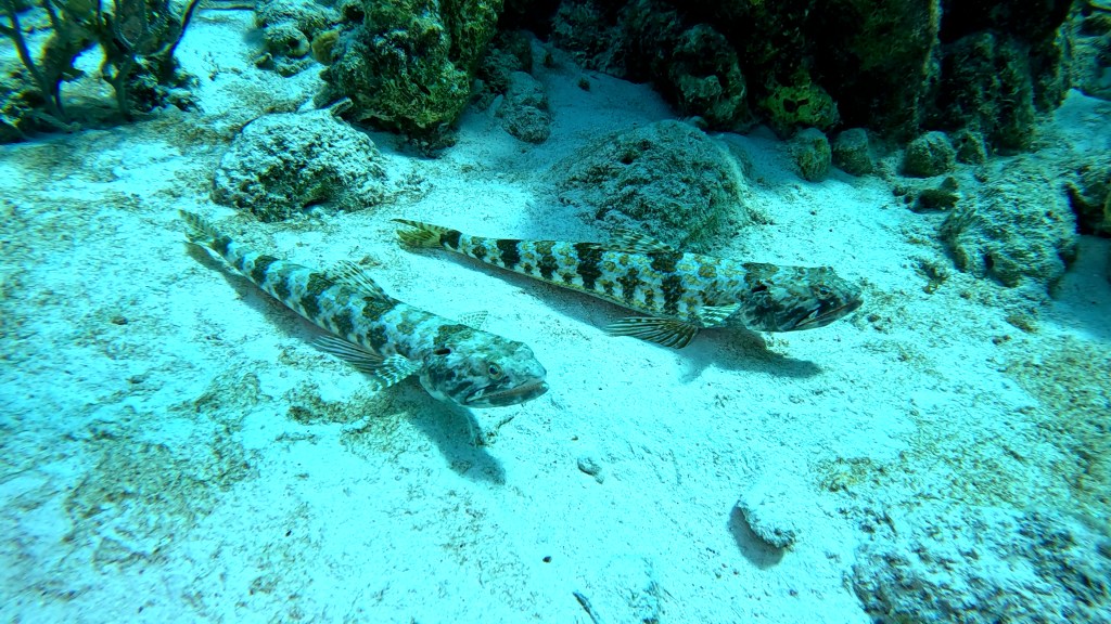 SAND DIVER LIZARD FISH
FOTO ALEŠ SULIČ
SUBNET DIVING
BEST BONAIRE DIVING TRAVEL
