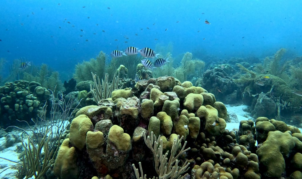 SERGEANT MAJOR FISH
FOTO ALEŠ SULIČ
BONAIRE DIVING PHOTOS
SUBNET DIVING TRAVEL