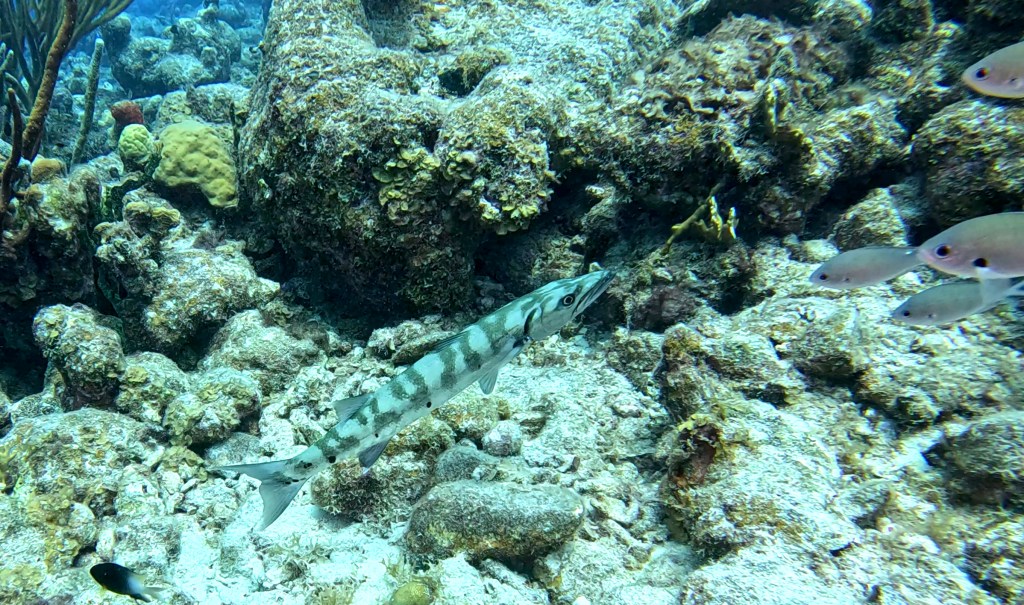 Small & Great Barracuda - lat. Sphyraena barracuda - Barakuda 
SMALL  BARRACUDA
foto Ales Sulic SUBNET DIVING Tropical Corals and Sea Animals