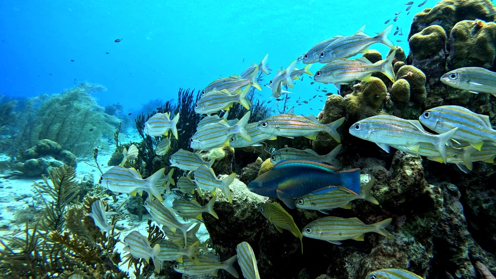 SMALLMOUTH GRUNT
FOTO ALEŠ SULIČ
BONAIRE DIVING PHOTOS
SUBNET DIVING TRAVEL