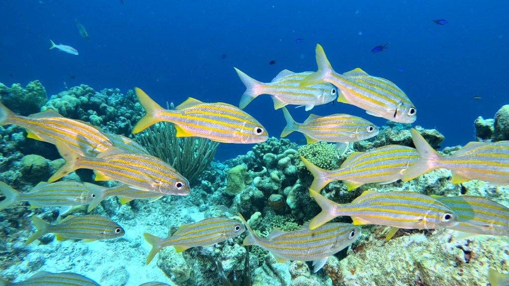 SMALLMOUTH GRUNT
FOTO ALEŠ SULIČ
BONAIRE DIVING PHOTOS
SUBNET DIVING TRAVEL