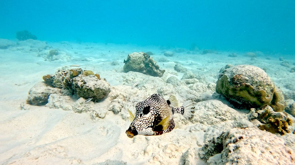 SMOOTH TRUNKFISH
FOTO ALEŠ SULIČ
BONAIRE DIVING PHOTOS
SUBNET DIVING TRAVEL
