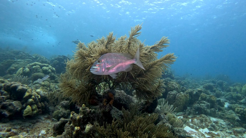 SNAPPER
FOTO ALEŠ SULIČ
BONAIRE DIVING PHOTOS
SUBNET DIVING TRAVEL
REEF ANIMALS AND CORALS