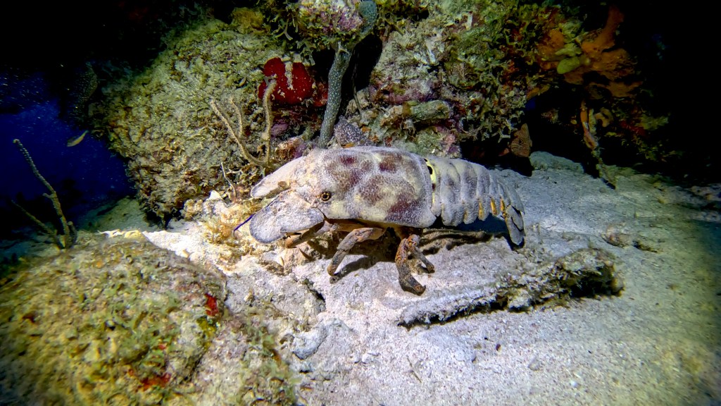 SPANISH LOBSTER
FOTO ALEŠ SULIČ
BONAIRE DIVING PHOTOS
SUBNET DIVING TRAVEL