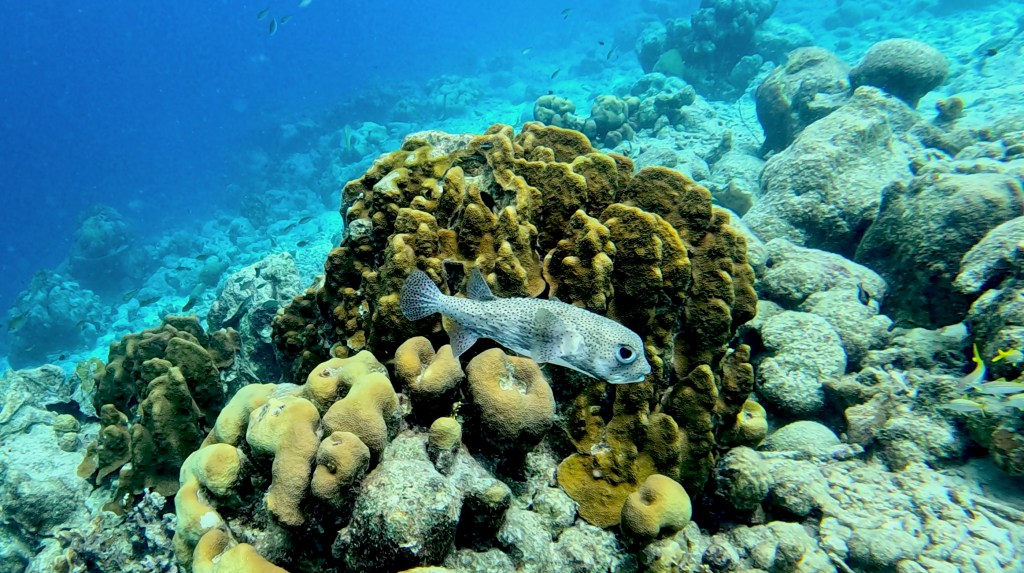 Spot-fin porcupine fish - lat. Diodon hzstrix - Bodičasta napihovalka 
SPOT-FIN PORCUPINEFISH

foto Ales Sulic SUBNET DIVING Tropical Corals and Sea Animals