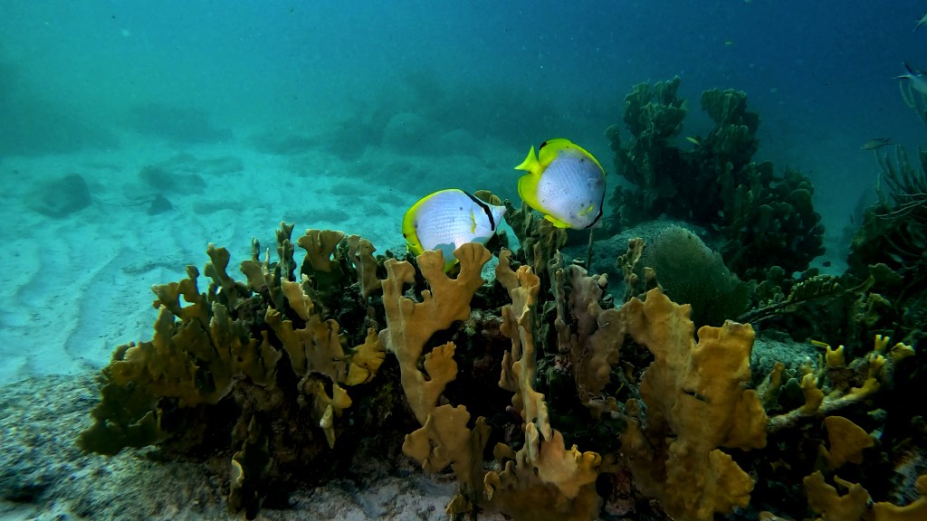 SPOTFIN BUTTERFLYFISH
FOTO ALEŠ SULIČ
BONAIRE DIVING PHOTOS
SUBNET DIVING TRAVEL