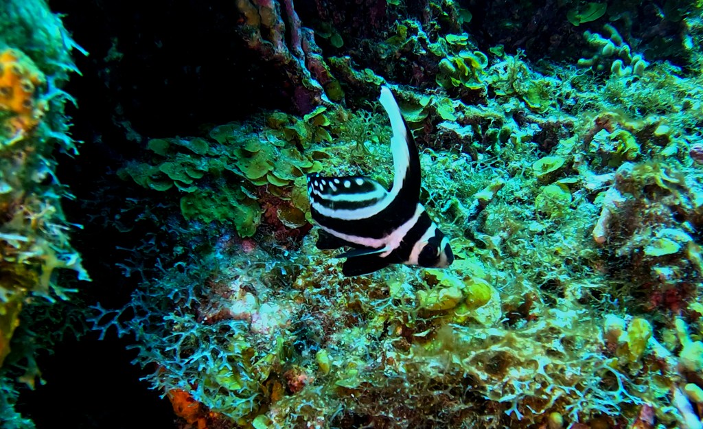 SPOTTED DRUM FISH
FOTO ALEŠ SULIČ
BONAIRE DIVING PHOTOS
SUBNET DIVING TRAVEL
