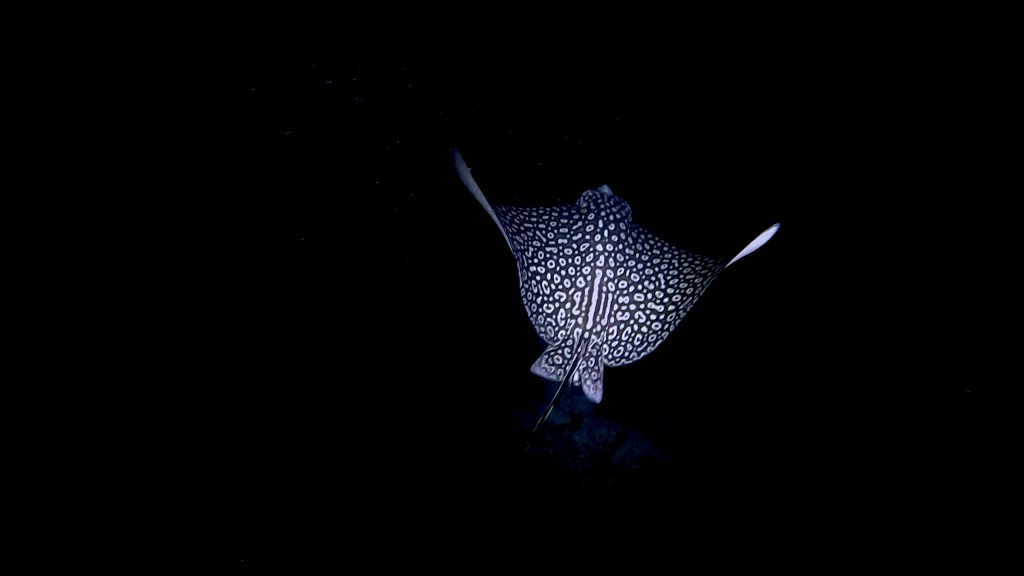 SPOTTED EAGLE RAY
FOTO ALEŠ SULIČ
BONAIRE DIVING PHOTOS
SUBNET DIVING TRAVEL