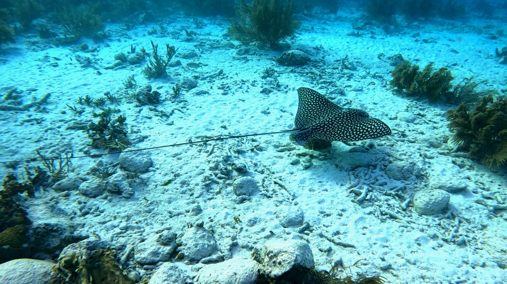 SPOTTED EAGLE RAY
FOTO ALEŠ SULIČ
BONAIRE DIVING PHOTOS
SUBNET DIVING TRAVEL