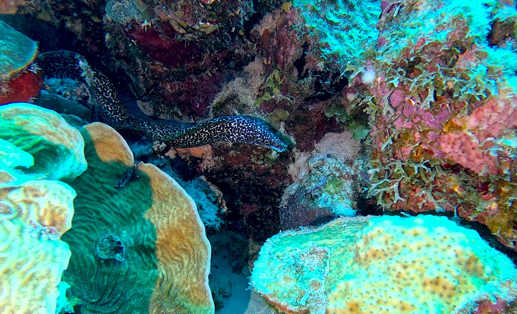 SPOTTED MORAY
foto Ales Sulic SUBNET DIVING Tropical Corals and Sea Animals