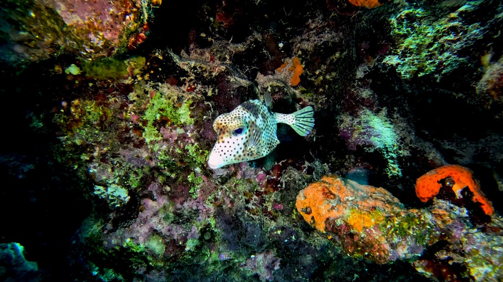 SPOTTED TRUNKFISH
FOTO ALEŠ SULIČ
BONAIRE DIVING PHOTOS
SUBNET DIVING TRAVEL
