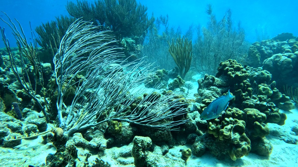 PARROT FISH & QEEN PARROT FISH
foto Ales Sulic SUBNET DIVING Tropical Corals and Sea Animals