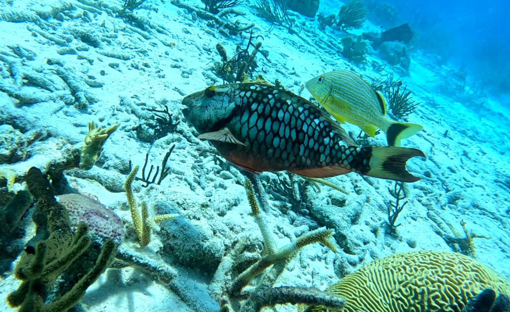 PARROT FISH & QEEN PARROT FISH
foto Ales Sulic SUBNET DIVING Tropical Corals and Sea Animals