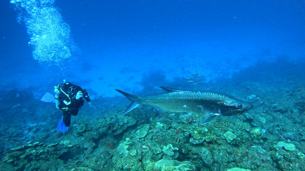 Tarpon - lat. Megalops atlanticus - Tarpon
TARPON
foto Ales Sulic SUBNET DIVING Tropical Corals and Sea Animals