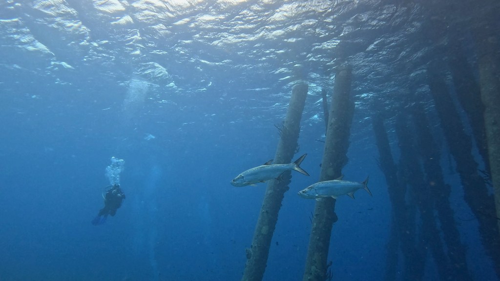 Tarpon - lat. Megalops atlanticus - Tarpon
TARPON
foto Ales Sulic SUBNET DIVING Tropical Corals and Sea Animals