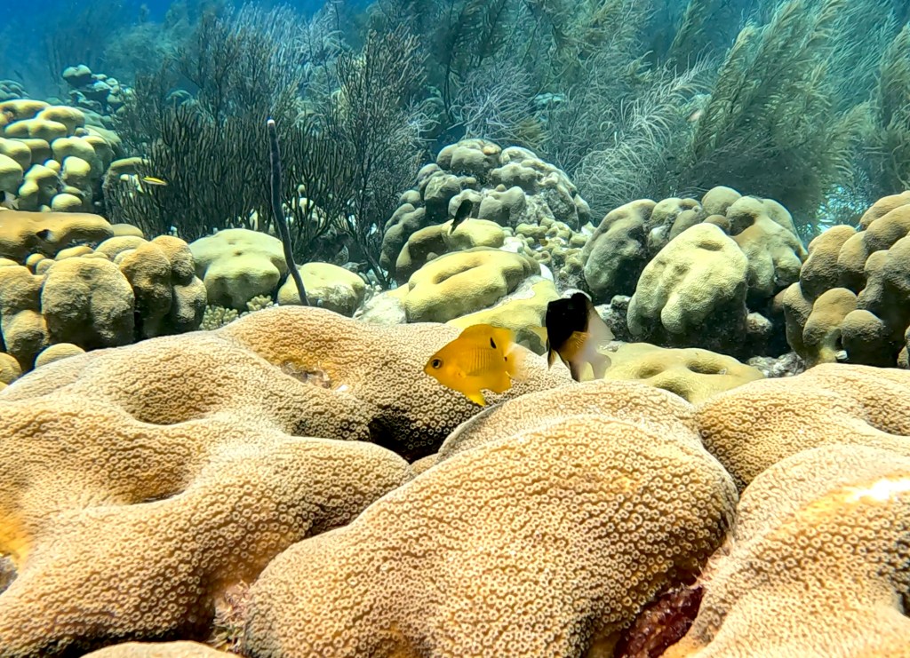 THREESPOT DAMSELFISH FISH
foto Ales Sulic SUBNET DIVING Tropical Corals and Sea Animals