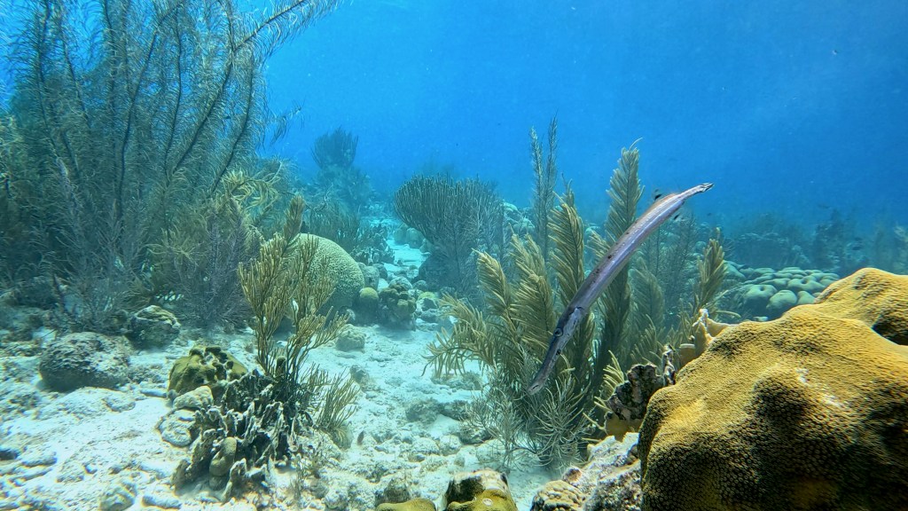 Trumpetfish - lat. Aulostomus maculatus - Trubač
TROUMPETFISH
foto Ales Sulic SUBNET DIVING Tropical Corals and Sea Animals