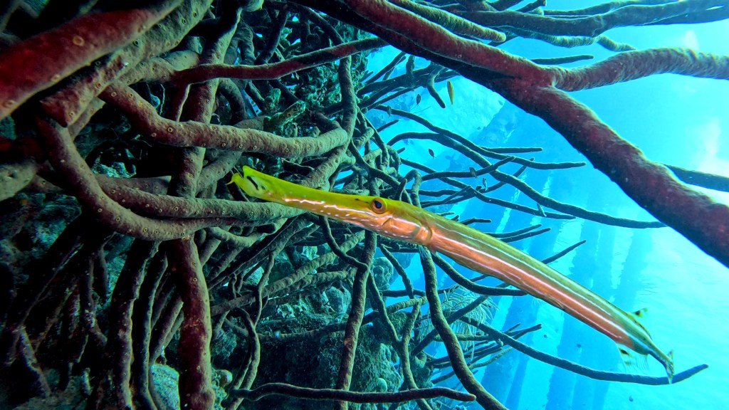 Trumpetfish - lat. Aulostomus maculatus - Trubač
TROUMPETFISH
foto Ales Sulic SUBNET DIVING Tropical Corals and Sea Animals