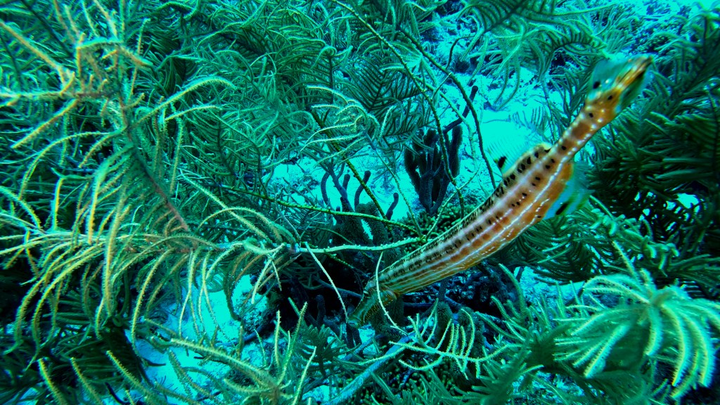 Trumpetfish - lat. Aulostomus maculatus - Trubač
TROUMPETFISH
foto Ales Sulic SUBNET DIVING Tropical Corals and Sea Animals