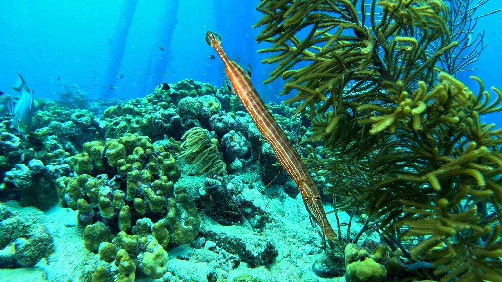 Trumpetfish - lat. Aulostomus maculatus - Trubač
TROUMPETFISH
foto Ales Sulic SUBNET DIVING Tropical Corals and Sea Animals