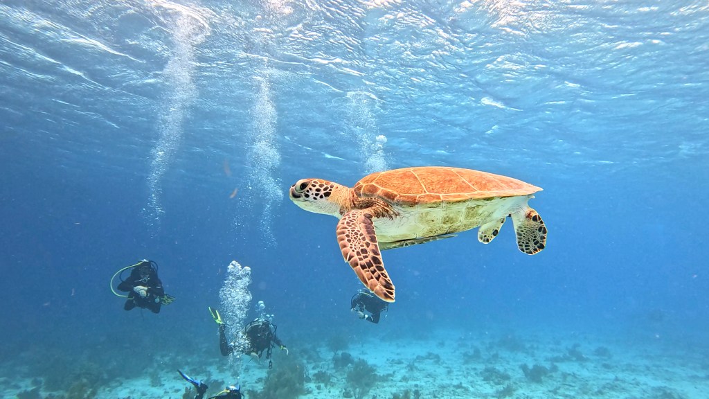 
Hawksbill Turtle -  lat. Eretmochelys imbricata  - Želva Kareta HAWKSBILL TURTLE
foto Ales Sulic SUBNET DIVING Tropical Corals and Sea Animals