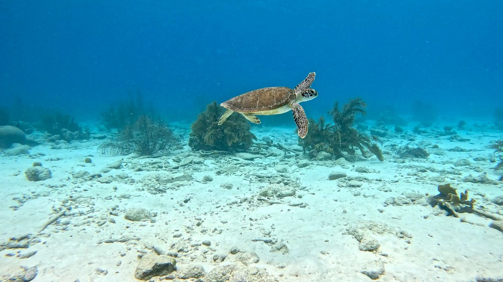 HAWKSBILL TURTLE