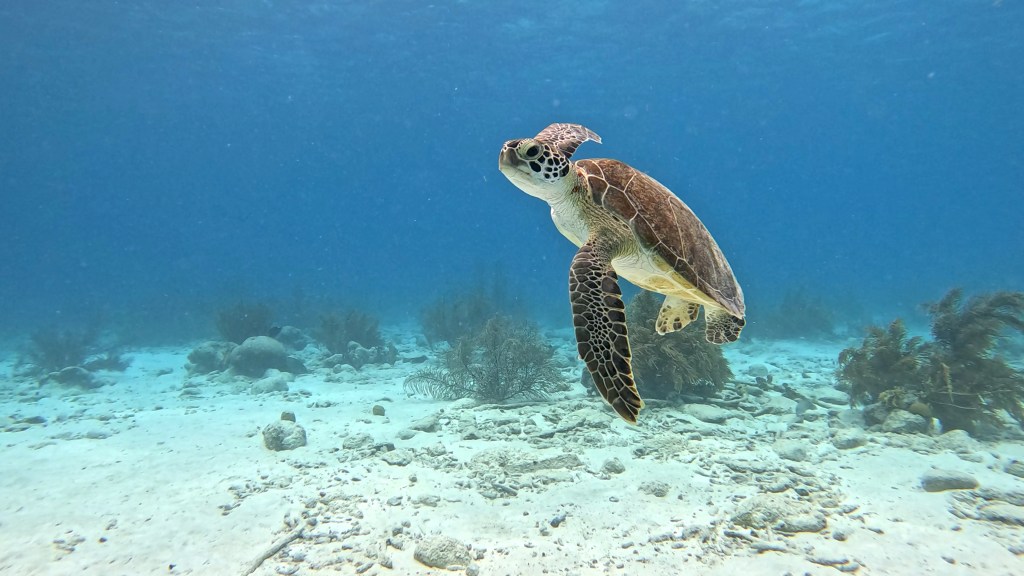 HAWKSBILL TURTLE
foto Ales Sulic SUBNET DIVING Tropical Corals and Sea Animals
Hawksbill Turtle -  lat. Eretmochelys imbricata  - Želva Kareta