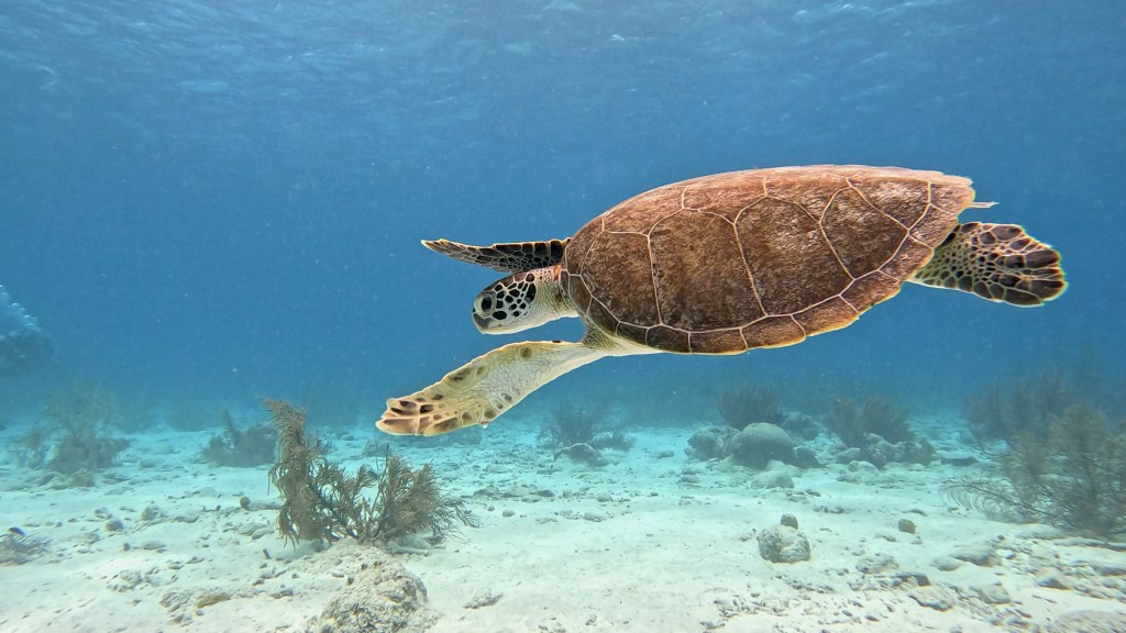 Hawksbill Turtle -  lat. Eretmochelys imbricata  - Želva Kareta
HAWKSBILL TURTLE
foto Ales Sulic SUBNET DIVING Tropical Corals and Sea Animals