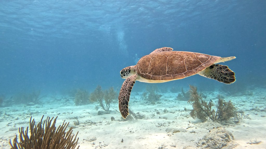 HAWKSBILL TURTLE Hawksbill Turtle -  lat. Eretmochelys imbricata  - Želva Kareta