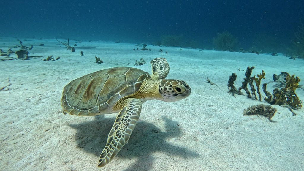 HAWKSBILL TURTLE
foto Ales Sulic SUBNET DIVING Tropical Corals and Sea Animals