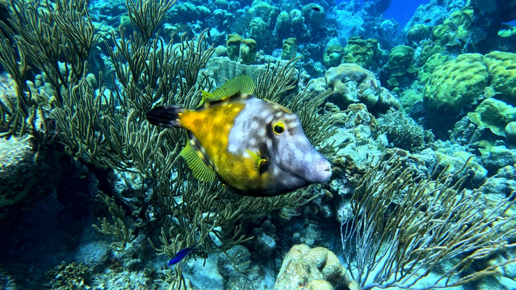 Whitespotted Filefish - lat. Cantherhines macrocerus - Belopečnati "filefish" 
WHITESPOTTED FILEFISH
foto Ales Sulic SUBNET DIVING Tropical Corals and Sea Animals