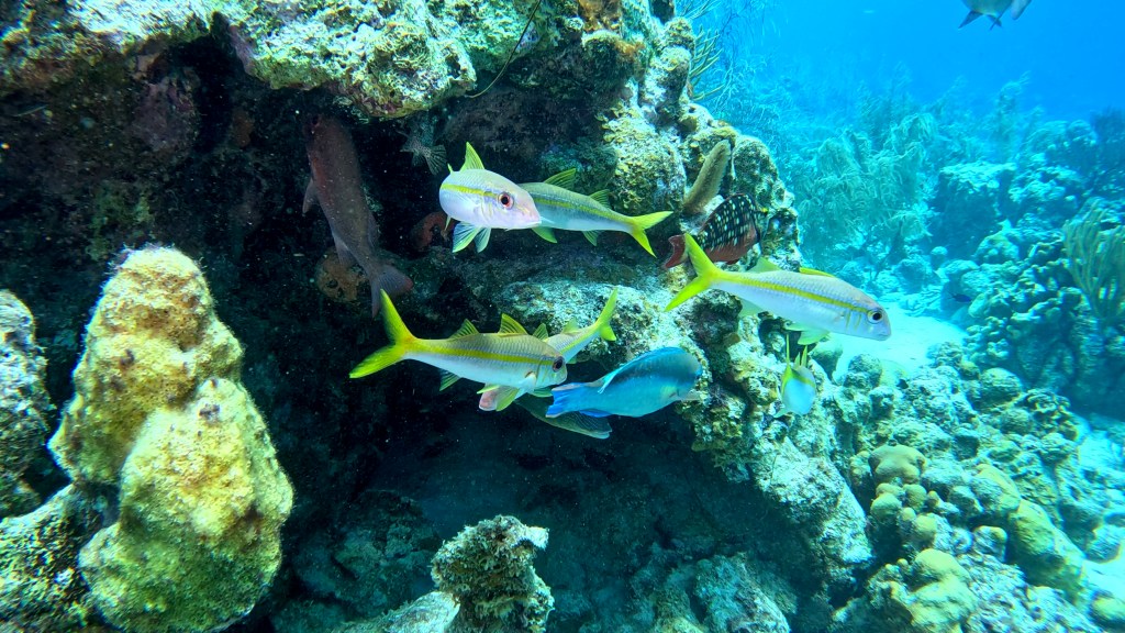 Yellow Goatfish - lat. Mulloidichthys martinicus - Rumeni kozliček
YELLOW GOATFISH
bonaire photos diving foto As
foto Ales Sulic SUBNET DIVING Tropical Corals and Sea Animals