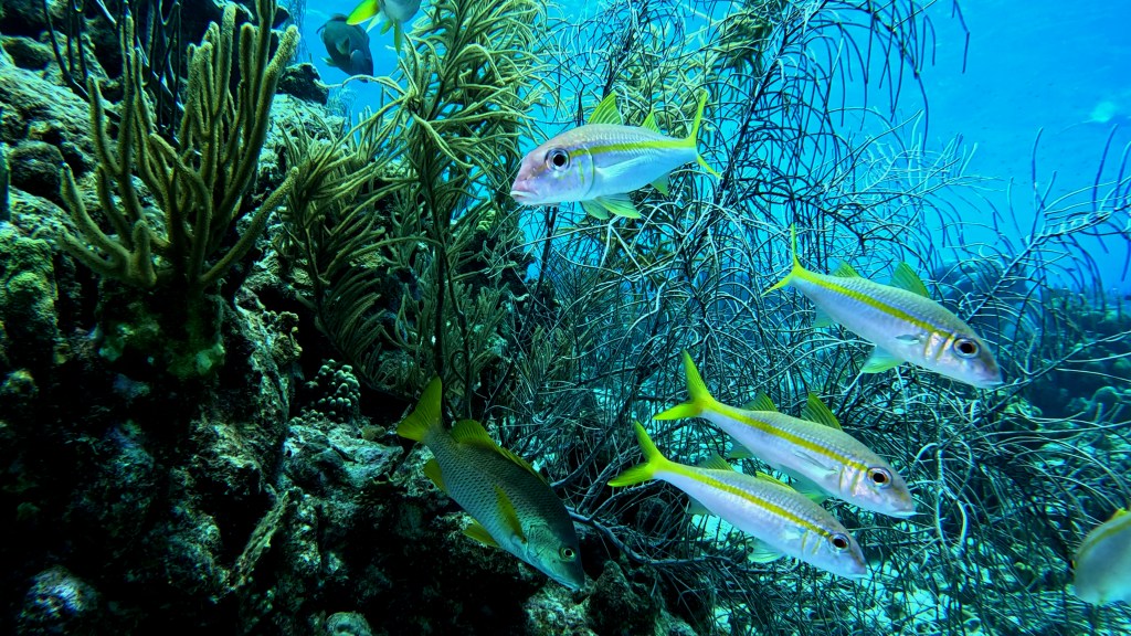 Yellow Goatfish - lat. Mulloidichthys martinicus - Rumeni kozliček
YELLOW GOATFISH
bonaire photos diving foto As
foto Ales Sulic SUBNET DIVING Tropical Corals and Sea Animals
