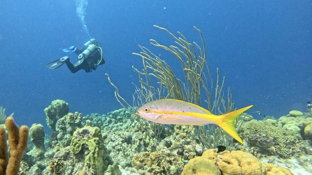 Yellowtail Snapper - Ocyurus chrysurus - Rumenorepa ščuka
YELLOWTAIL SNAPER
bonaire photos diving foto As
foto Ales Sulic SUBNET DIVING Tropical Corals and Sea Animals