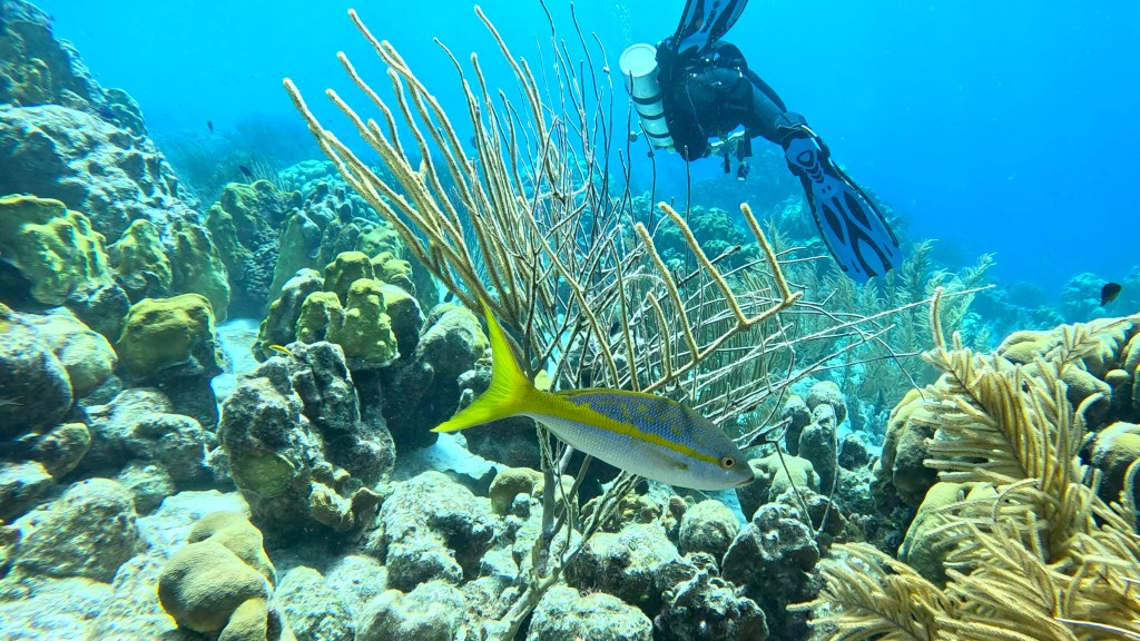 Yellowtail Snapper - Ocyurus chrysurus - Rumenorepa ščuka
YELLOWTAIL SNAPER
bonaire photos diving foto As
foto Ales Sulic SUBNET DIVING Tropical Corals and Sea Animals