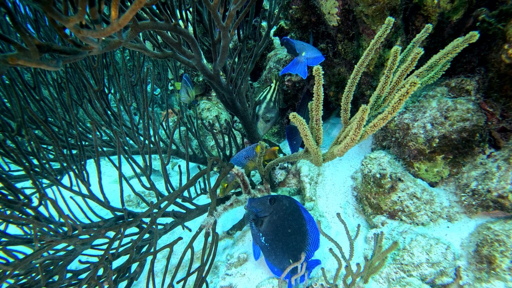 Atlantic blue tang - lat. Acanthurus coeruleus - Atlantski modri kirurg
BLUE TANG FISH 

foto Ales Sulic SUBNET DIVING Tropical Corals and Sea Animals