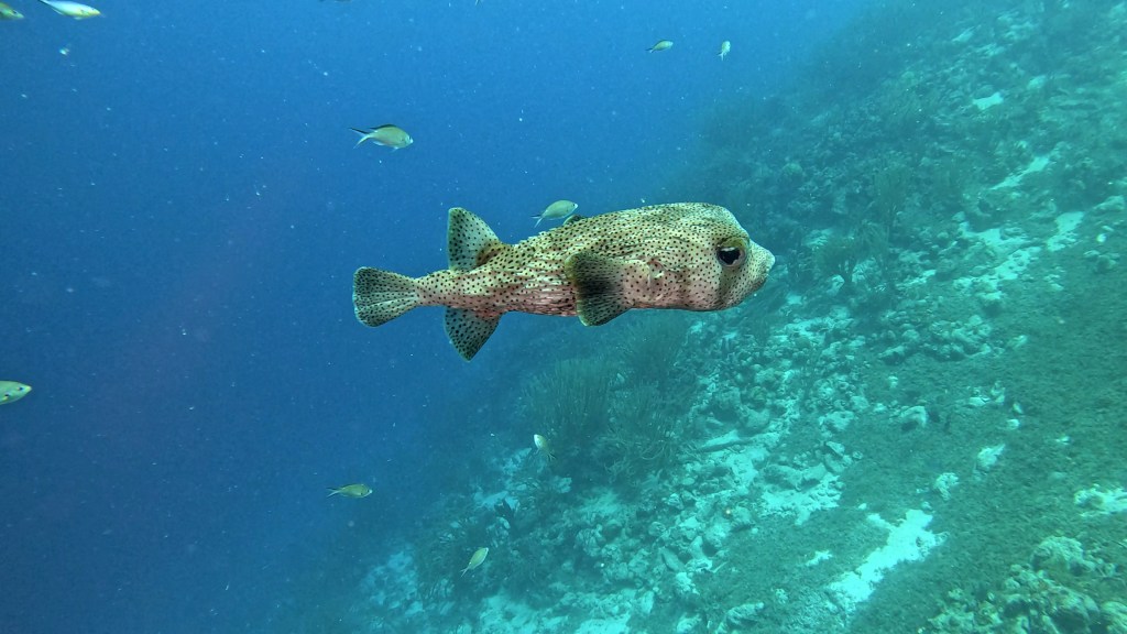 Spot-fin porcupine fish - lat. Diodon hzstrix - Bodičasta napihovalka 
SPOT-FIN PORCUPINEFISH
foto Ales Sulic SUBNET DIVING Tropical Corals and Sea Animals